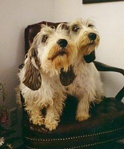 전면보기-검은 색 Petit Basset Griffon Vendeen 개가있는 흰색이 오른쪽을 바라 보는 목재 고급 의자와 함께 올리브 그린에 앉아 있습니다.