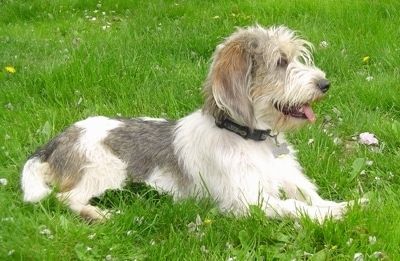 Rätt profil - En flämtande, lurvig, vit med svart och solbränna Petit Basset Griffon Vendeen hund ligger i gräset och ser till höger.