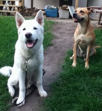 Set forfra - En stor perk-eared, hvid Pungsang hundehvalp sidder på en grussti og ser frem. Dens mund er åben, og det ser ud som om det smiler. Der sidder en brun hund bagved, og den ser til venstre med munden let åben. Hundene har omtrent samme størrelse.