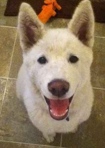 Blick von oben auf den Hund - Ein fröhlich aussehender weißer Pungsang-Hundewelpe sitzt auf einem braunen Fliesenboden und schaut nach oben. Sein Mund ist offen und seine Zunge und die unteren weißen Milchzähne zeigen sich. Dahinter befindet sich ein orangefarbenes Hundespielzeug.