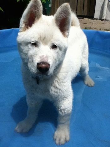 Vooraanzicht - Een dikharige, witte Pungsang Dog-puppy staat in het water in een blauw plastic kinderzwembad en kijkt vooruit. Het hoofd is iets naar rechts gekanteld. Zijn neus is bruin.