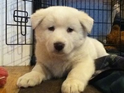Close-up vooraanzicht - Een jonge witte Pungsang Dog-puppy ligt met zijn voorkant op een bruin tapijt en zijn achterkant in een hondenkrat kijkend uit. Zijn kleine oren hangen naar beneden.