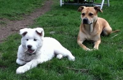 Malé, mladé bílé štěně psa Pungsang leží venku na trávníku s holí vedle a dívá se nalevo. Za tím je hnědý pes smíšeného plemene. Štěně