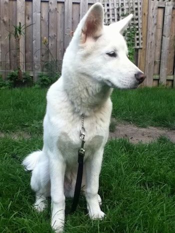 Изглед отпред - бяло ушато куче Pungsan седи в трева и гледа вдясно. Зад него има дървена ограда за поверителност.