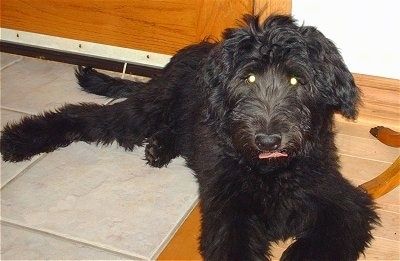 Anak anjing Shepadoodle berwarna hitam terletak di lantai berjubin di bawah meja. Ia melihat ke hadapan dan lidahnya menjulurkan. Matanya bercahaya hijau.