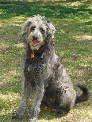 Ένα ψηλό, δασύτριχο, μαύρο και άσπρο σκυλί Shepadoodle κάθεται στο γρασίδι με ανυπομονησία, το κεφάλι του είναι κεκλιμένο προς τα δεξιά, το στόμα του είναι ανοιχτό, η γλώσσα του προεξέχει και μοιάζει να χαμογελά.