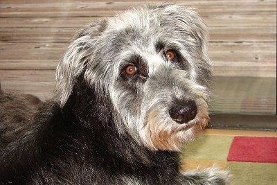 Η μπροστινή δεξιά πλευρά ενός μαύρου με λευκό σκυλί Shepadoodle ξαπλωμένο σε ένα χαλί κοιτάζοντας προς τα εμπρός και το κεφάλι του είναι ελαφρώς κεκλιμένο προς τα αριστερά. Ο σκύλος έχει φαρδιά, στρογγυλά καστανά μάτια και μεγάλη μαύρη μύτη.