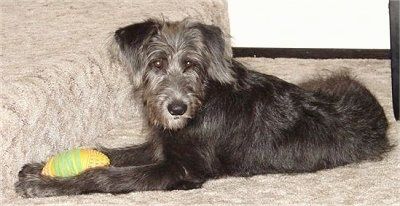 Bahagian kiri seekor anak anjing Shepadoodle berwarna hitam dengan kelabu yang berbaring di depan tangga, ia mempunyai mainan bola di antara kaki depannya.