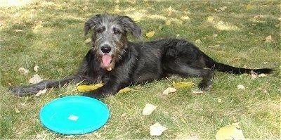 Bahagian kiri seekor anak anjing berwarna hitam dengan anak anjing Shepadoodle grau terletak di permukaan rumput dan terdapat Frisbee biru di kaki depannya.