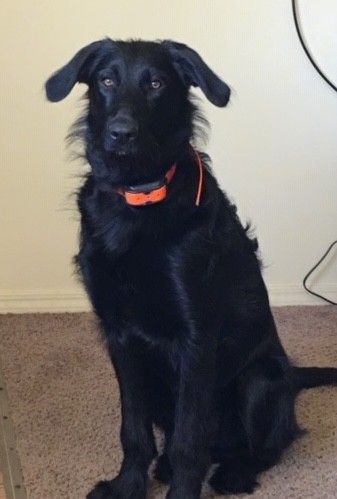 Μπροστινή όψη ενός μεγάλου μαύρου λαμπερού, κυματιστού μαύρου σκύλου με καστανά μάτια, μακρύτερες τρίχες που προέρχονται από τον σκύλο