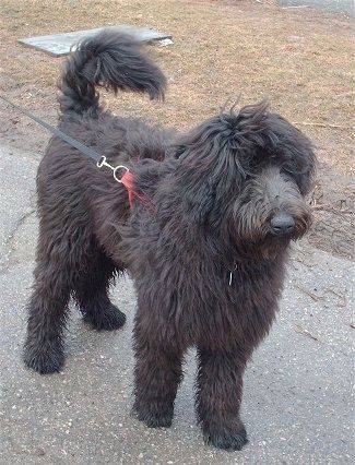 Seekor anjing Shepadoodle hitam yang berbulu panjang dan bersalut berdiri di permukaan blacktop yang melihat ke kanan. Rambutnya di muka panjang dan menutupi anjing