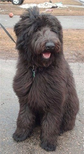 Ένα παχύ, μακρυμάλλη, μαύρο σκυλί Shepadoodle που κάθεται σε ένα δρόμο, κοιτάζει προς τα δεξιά, το στόμα του είναι ανοιχτό και μοιάζει να χαμογελά. Έχει μεγάλο κεφάλι, παχύ σώμα και μεγάλη μύτη με αφράτα σταγόνα.