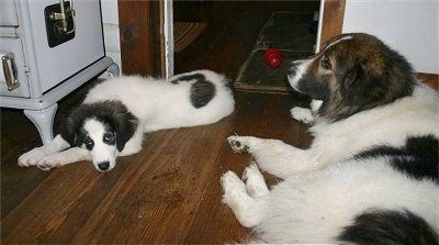 Een wit met grijze Tornjak-puppy ligt over een hardhouten vloer en er tegenover is een volwassen wit met zwart-bruine Tornjak-hond die naar links kijkt.