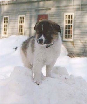 Un cucciolo Tornjak soffice e spesso, bianco con marrone chiaro e nero è in piedi su un mucchio di neve. Sta guardando in basso ea sinistra. Dietro c