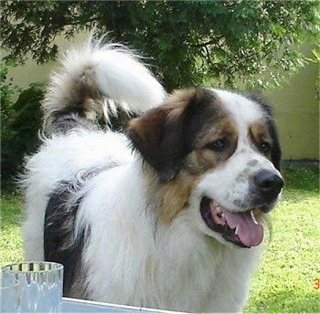 Pogled od spredaj od blizu - Ogromen, velik pas, debelo prevlečen, bel s črno-rumenim pesom Tornjak stoji na dvorišču pred majhno steno in gleda v desno. Njegova usta so odprta in jezik štrli ven. Ima velik črn nos in rep je zvit na hrbtu.