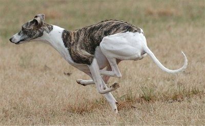 Den højre side af en hvid og grå Whippet-hund, der står på tværs af et felt. Den har en lang, tynd krop med en høj bue. Dens lange ører er fastgjort tilbage, og snuden er lang.
