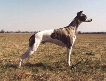 Правая сторона бело-коричневой тигровой собаки Уиппет, стоящей через поле. Он смотрит вправо.