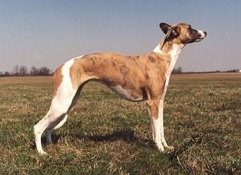 Die rechte Seite eines weißen Whippet-Hundes mit gestromtem Hund, der auf einem Feld steht und nach rechts schaut. Die linke Pfote liegt in der Luft.