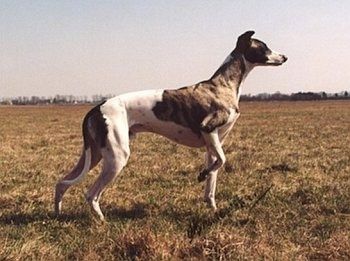 Venstre side af en sort og hvid Whippet, der står over en mursten overflade. Den har en rød krave og har en snor. Hunden har en høj bue, en lang hale, lange ben og en lang snude med sort næse.