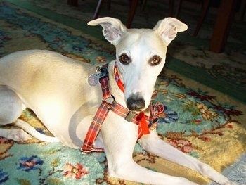 En hvid med solbrun Whippet-hund ligger på tværs af et tæppe, og den bærer en rutet sele. Det har ører, der stikker ud til siderne og brune mandelformede øjne.