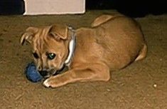 Leva stran porjavelega belega psička Boxachi, ki leži na preprogi in žveči igračo z žogo.