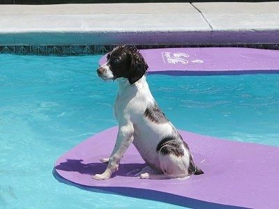 Samantha iš Bretanės spanielio šuniukas ant šlapio sėdėjimo ant purpurinės plūduriuojančios medžiagos baseine