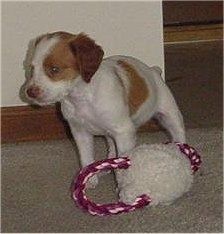 Maddy Bretanės spanielio šuniukas, stovintis ant kietmedžio grindų priešais šuns žaislą