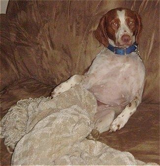 Maddy Bretanės spanielis, sėdintis ant rudos spalvos šluotelės sofos, letenomis po įdegio antklode
