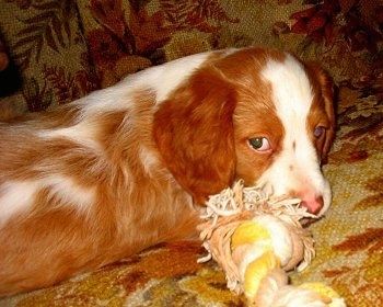 Chewie Bretanės spanielio šuniukas, gulintis ant sofos, kramtantis virvinį žaislą