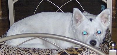 ڈیش چیگی کتے کے سائز والے چھوٹے کتے پر ایک چھوٹا بچہ بچھائے ہوئے ہے جو انسان کی طرح لگتا ہے