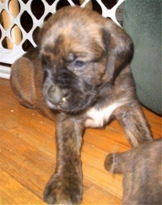 Primo piano - Un piccolo cucciolo di Boxer dorato giace su un pavimento di legno dietro il suo compagno di cucciolata.