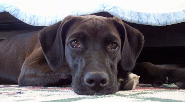 मुलायम कानों वाला एक छोटा बालों वाला काला कुत्ता, जो एक बिस्तर के नीचे लेटा हुआ नीचे की ओर देख रहा था
