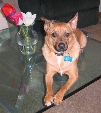 ایک ٹین جیک اے-ریان کا کتے ایک گلدستے کی میز پر چارے پھولوں کے ساتھ ایک گلدستے کے ساتھ بچھا ہوا ہے۔