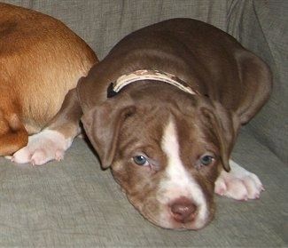 ลูกสุนัข Lab-Pointer สีน้ำตาลและสีขาวกำลังนอนลงบนโซฟา มีสุนัขตัวสีแทนอีกตัวอยู่ข้างๆ