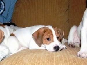 ลูกสุนัข Lab-Pointer สีขาวที่มีสีแทนกำลังนอนอยู่บนโซฟาสีแทน มันถูกล้อมรอบไปด้วยขยะมูลฝอย