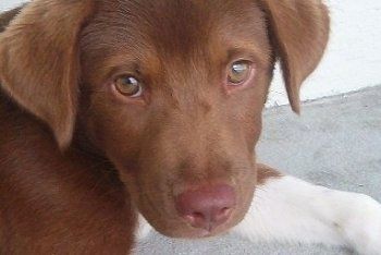 Close Up head shot - ช็อคโกแลตที่มีลูกสุนัข Lab-Pointer สีขาววางอยู่บนทางเท้ากับอาคารสีขาว