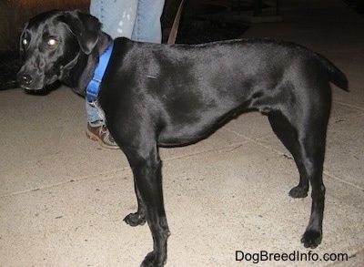Črni pes Lab-Pointer nosi modro ovratnico, ki stoji na betonu, za njo pa je oseba