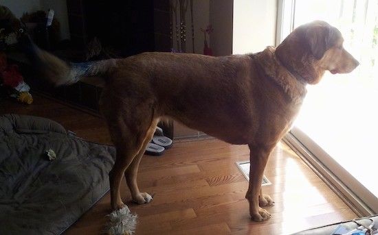 Stranski pogled velikega rjavega psa z debelo dlako, dolgim ​​repom in ušesi, ki visijo ob straneh, ki stojijo na tleh iz trdega lesa in gledajo na drsna steklena vrata.