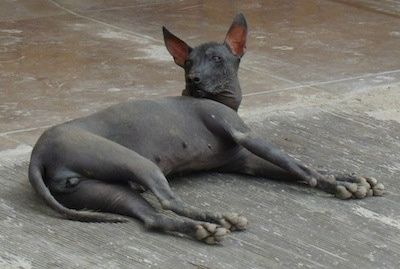 Pogled od zadaj - Črni perujski brezdlaki pes leži na betonskem terenu z dvignjeno glavo in gleda nazaj v levo. Ima velika ušesa.