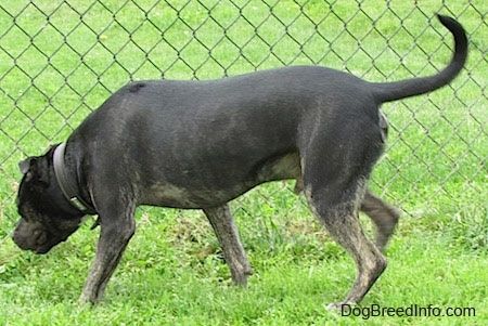 Czarny podpalany i biały pies Pit Heeler węszy trawę wzdłuż ogrodzenia z łańcucha.