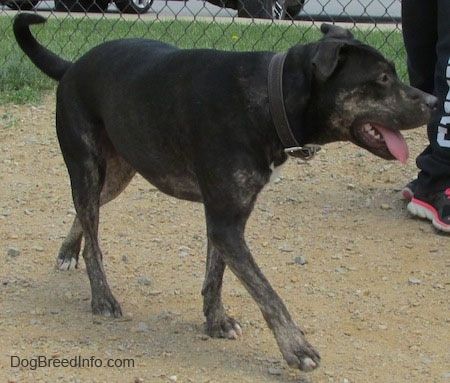 Widok z przodu - Czarny podpalany i biały pies Pit Heeler idzie po brudnej powierzchni. Jego usta są otwarte, język jest wystawiony, a ogon jest na poziomie ciała. Za nim stoi osoba.
