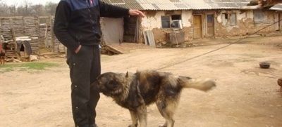 Црноплави пас Сарпланинац њуши особу која стоји испред њега. Особа има једну руку у џепу, а другу руку у ваздуху. У даљини је стара зграда.