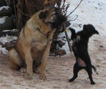 Прегађа крупне расе са црним псом шарпланинцем седи на прљавом снегу са штапом у устима, а испред њега је мали црни пас који стоји на задњим ногама и удара палицом.