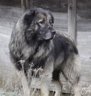 Поглед са предње стране - Огроман, дебело премазан црно-сиви пас шарпланинац стоји у трави, а иза њега је дрвена конструкција. Гледа десно. Пас личи на медведа.