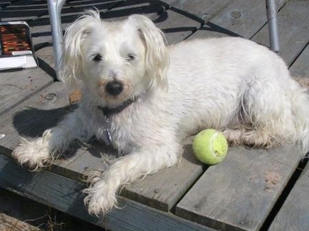 Puisen kuistin poikki laskevan märän valkoisen Wee-Chon-koiran vasen puoli ja sen vieressä on tennispallo. Koiralla on lyhyemmät hiukset selässä ja pään yläosassa ja pidemmät karvat sen alapuolella ja riippuvissa valkoisissa korvissa.
