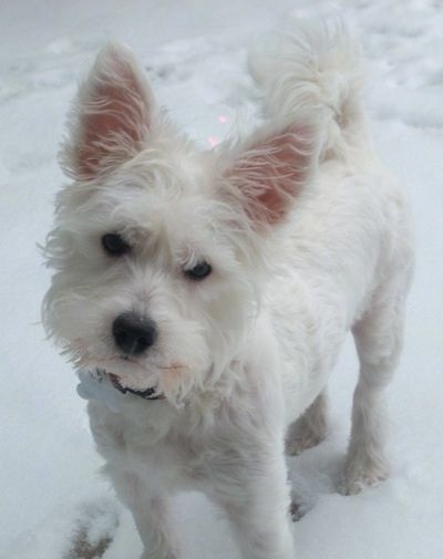 Pieni valkoinen Wee-Chon-koira seisoo ulkona lumessa. Se on eteenpäin ja sen pää on kallistettu oikealle. Koiralla on pehmeät aaltoilevat karvat, korvat korvat, parta kasvoillaan, musta nenä, pyöreät mustat silmät ja häntä, joka käpristyy selän yli.