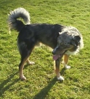Den högra sidan av en flämtande trefärgad walesisk fårhund som står i ett fält och ser till vänster. Den har en kantad ringsvans och en lång nos. Dess tunga visar sig.