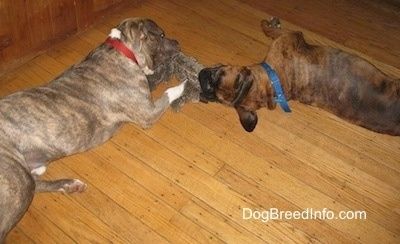 Venstre side af en brun brindle Boxer og højre side af en blå næse brindle Pit Bull Terrier lægger sig på et hårdttræsgulv og spiller krigsdragning med et legetøj