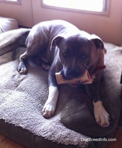Die vordere rechte Seite eines gestromten Pitbull-Terriers mit blauer Nase, der mit einem Knochen im Mund über einem Hundebett liegt