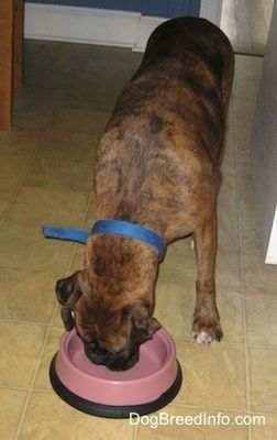 En brun brindle Boxer spiser ud af en hundeskål